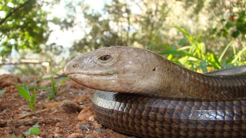 Seeing One In Your Yard Is Usually Nothing To Worry About Seeing One In Your Yard Is Usually Nothing To Worry About