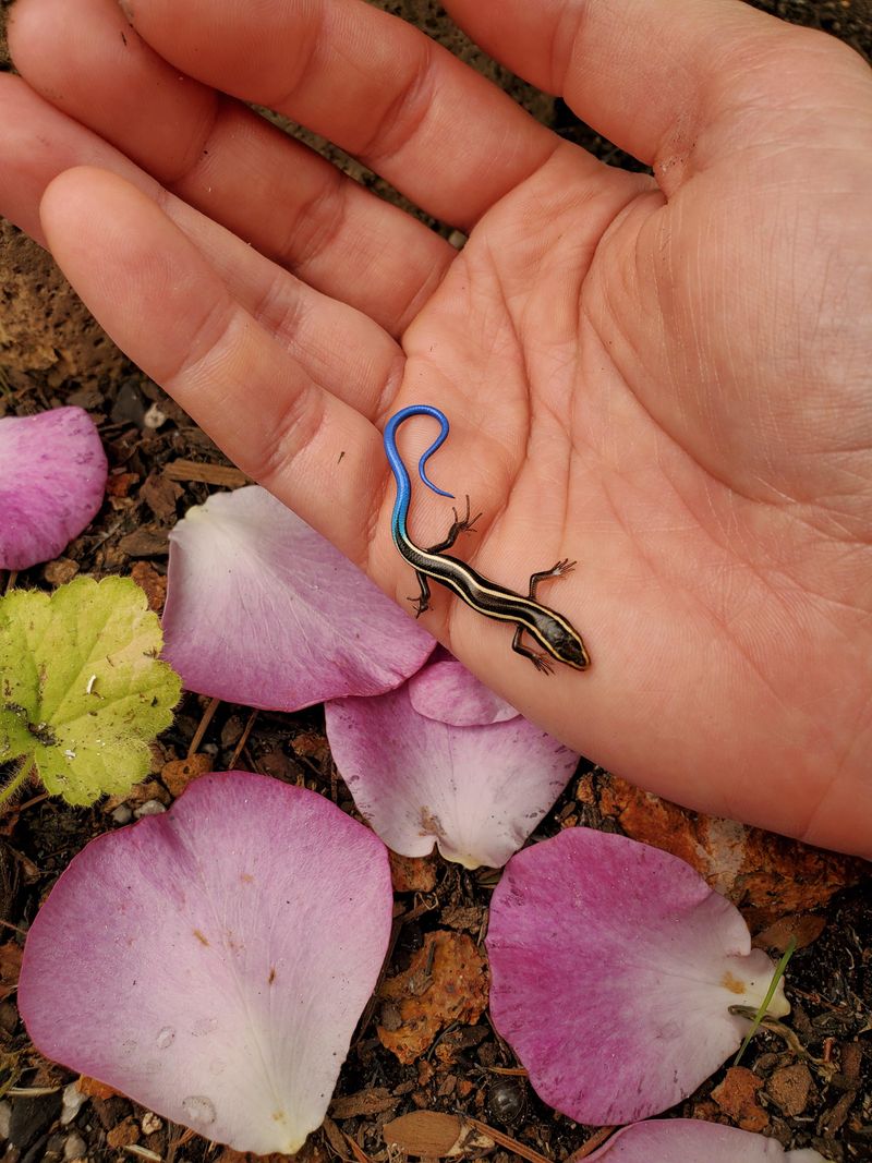 Seeing One Means Your Yard Offers Something Useful Seeing One Means Your Yard Offers Something Useful