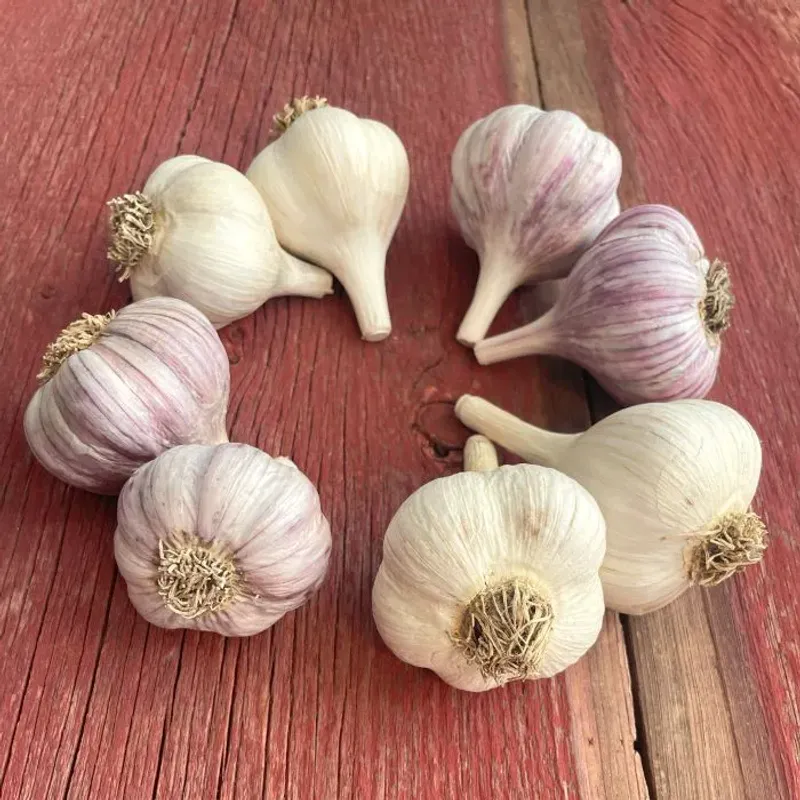 Select Wisconsin planting stock that can support a strong crop