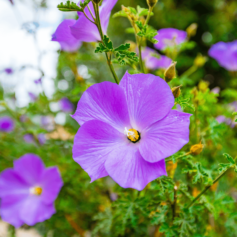 Select the Right Arizona Hibiscus Variety