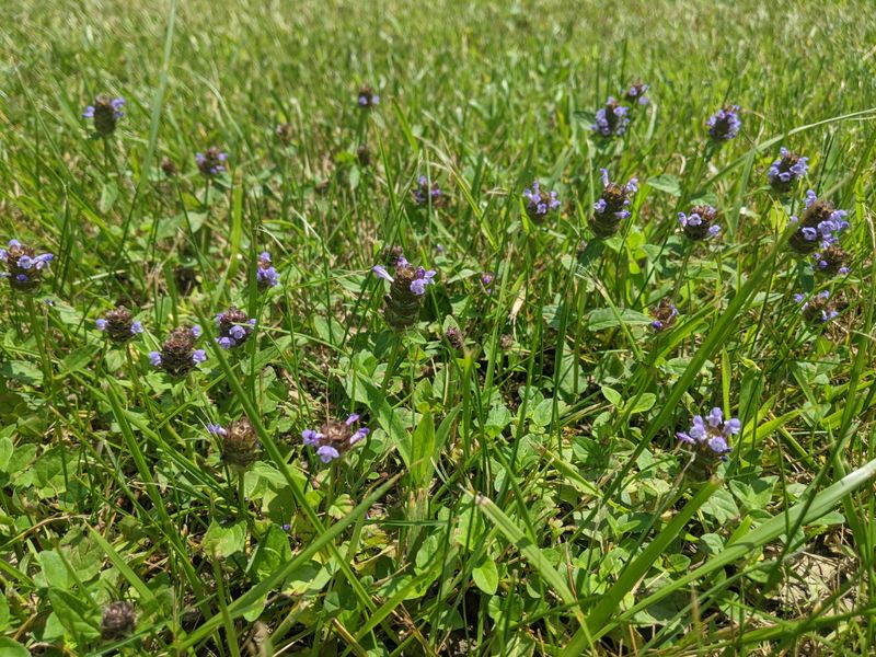 Self-Heal Offers Purple Blooms And A Native Catch