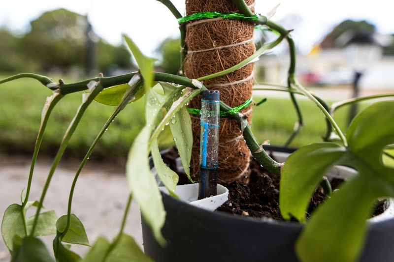 Self-Watering Containers