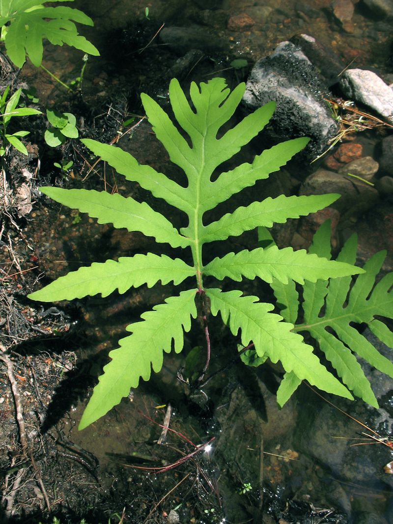 Sensitive Fern Fills Low, Wet Ground