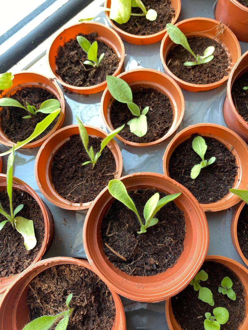 Sensitive Seedlings Need Extra Attention Sensitive Seedlings Need Extra Attention