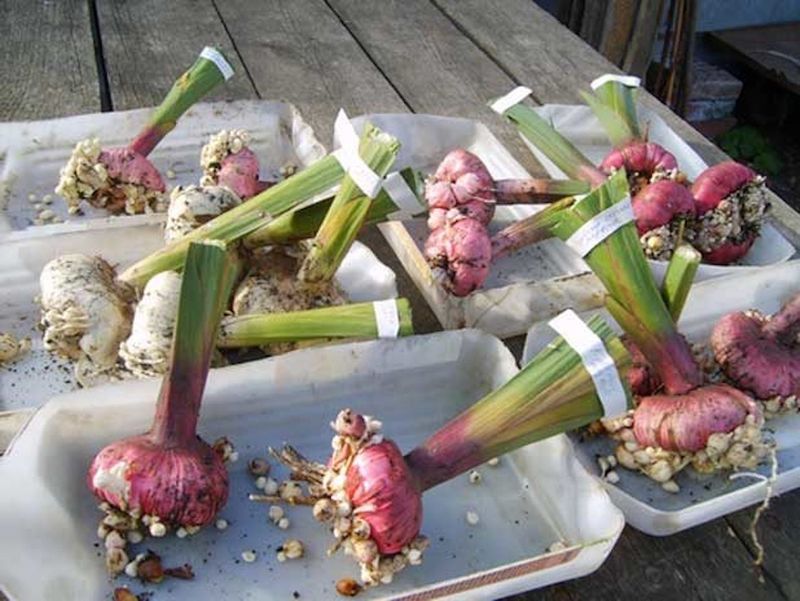 Separate And Inspect Every Corm