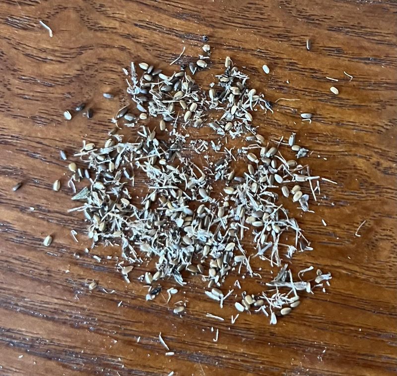 Separate Chaff From Viable Seeds Separate Chaff From Viable Seeds