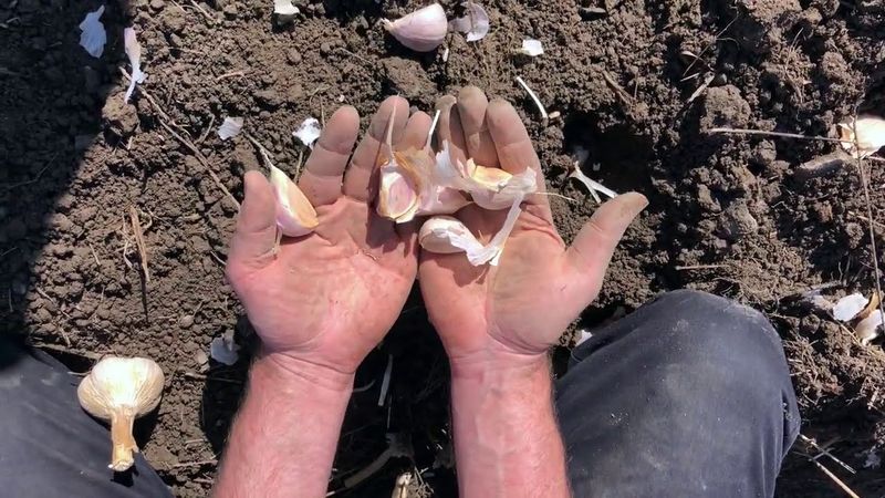 Separate Cloves Right Before They Go In Separate Cloves Right Before They Go In