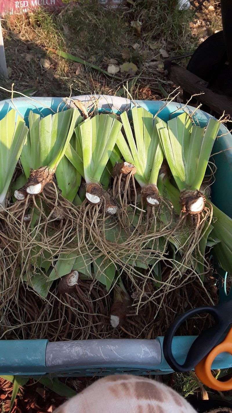 Separate Iris Rhizomes For Better Blooms