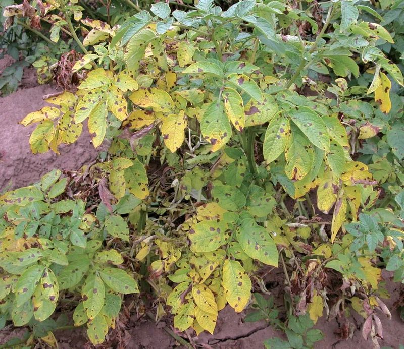 Separate Natural Decline From Disease Separate Natural Decline From Disease