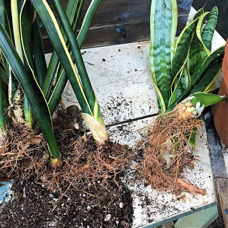 Separate Rooted Clumps and Rhizomes Carefully