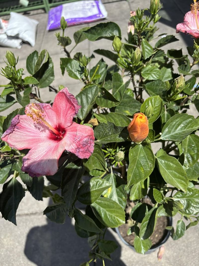 Separate Tropical Hibiscus From Ohio's Cold-Hardy Types