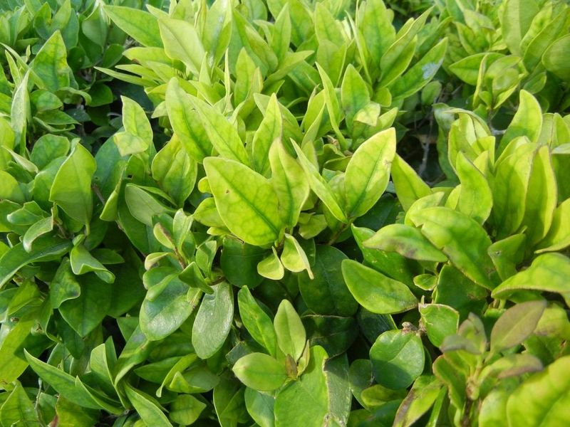 Separate pruning from Arizona growing problems Separate pruning from Arizona growing problems