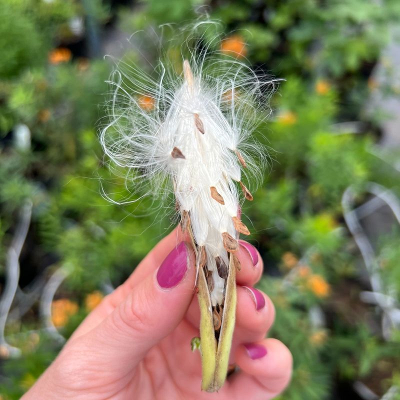 Separating Fluff From Seed The Easy Way Separating Fluff From Seed The Easy Way