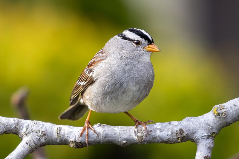 September And October Bring More Migrating Birds September And October Bring More Migrating Birds