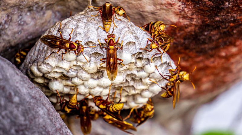 September Behavior And Why Stings Feel More Common