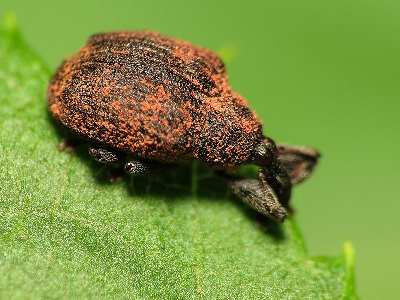 September Berries And The Weevil's Busy Calendar