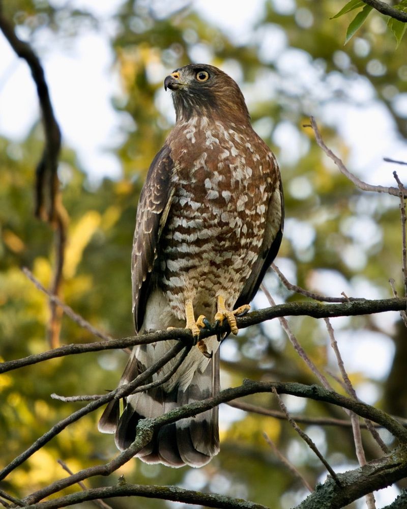 September Brings A Big Increase In Broad-Winged Hawks