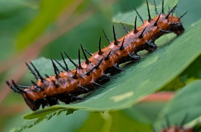 September Brings The Busiest Caterpillar Season Of The Year September Brings The Busiest Caterpillar Season Of The Year