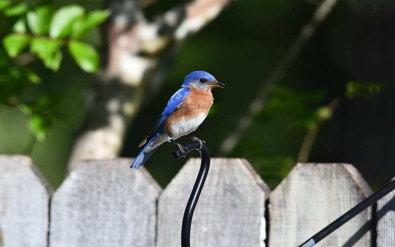 September Can Bring A Noticeable Change In Bluebird Behavior