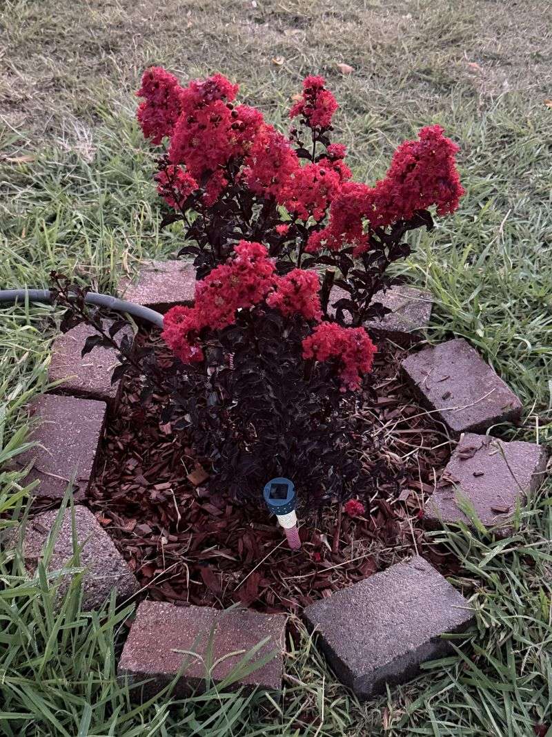 September Care Should Focus On The Plant's Actual Needs September Care Should Focus On The Plant's Actual Needs