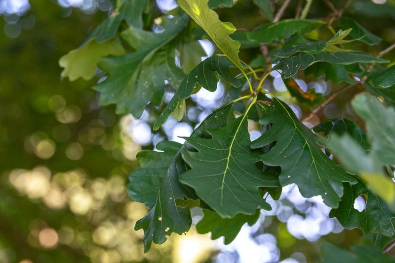 September Chores That Support A Healthier Bur Oak