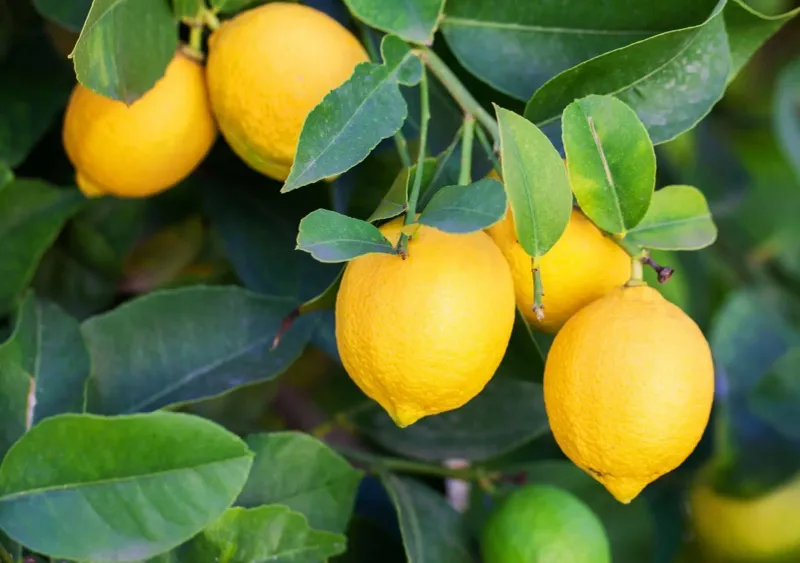 September Citrus Checklist For Pennsylvania Gardeners