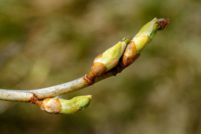 September Clues Hiding Inside Next Year's Buds September Clues Hiding Inside Next Year's Buds