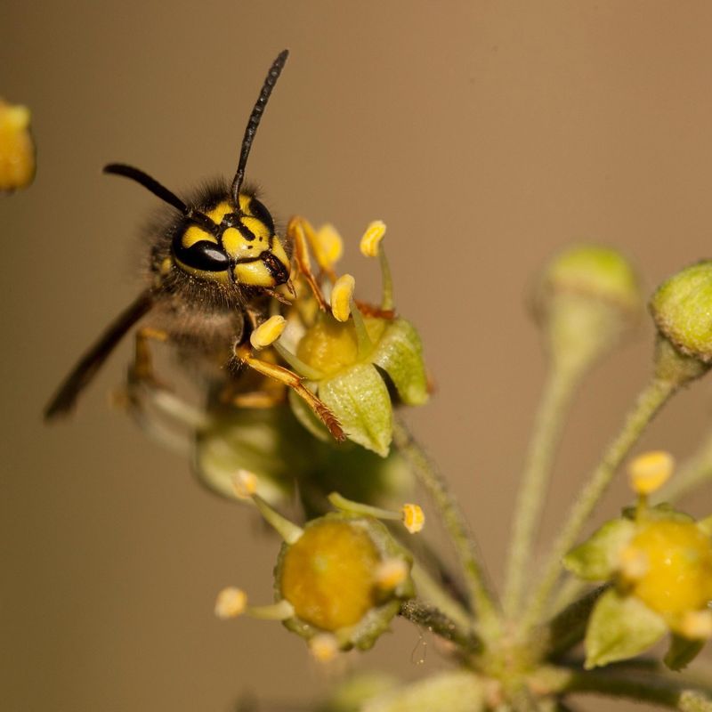 September Colonies Are At Peak Activity