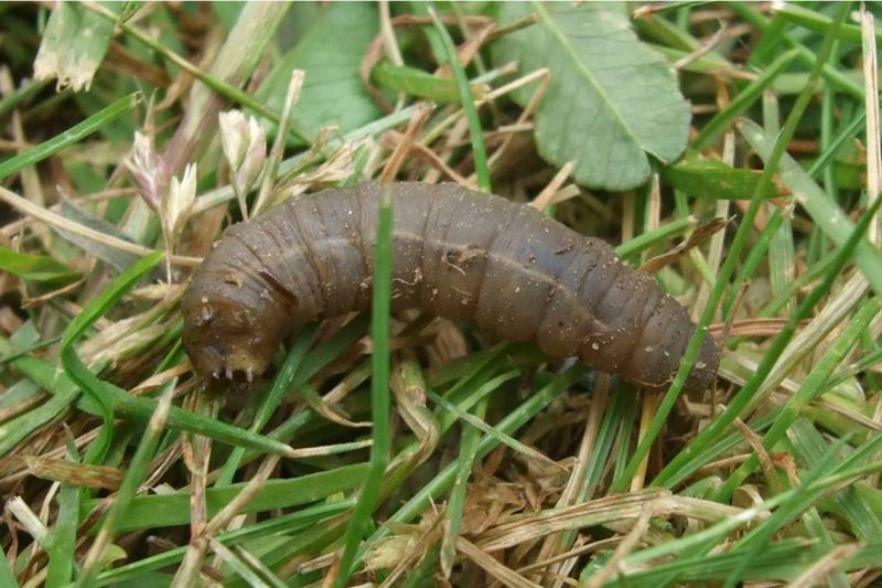 September Egg-Laying And The Larval Calendar