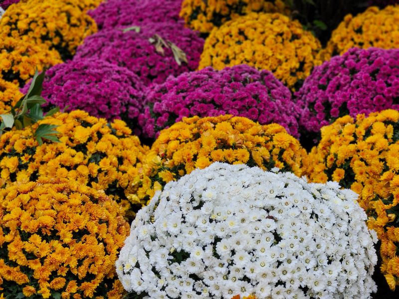 September Fills The Mum Beds With Color September Fills The Mum Beds With Color