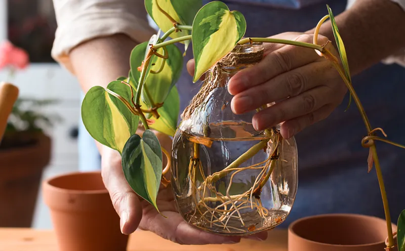 September Is A Good Time To Prune Or Propagate Some Plants Before Moving Them Inside