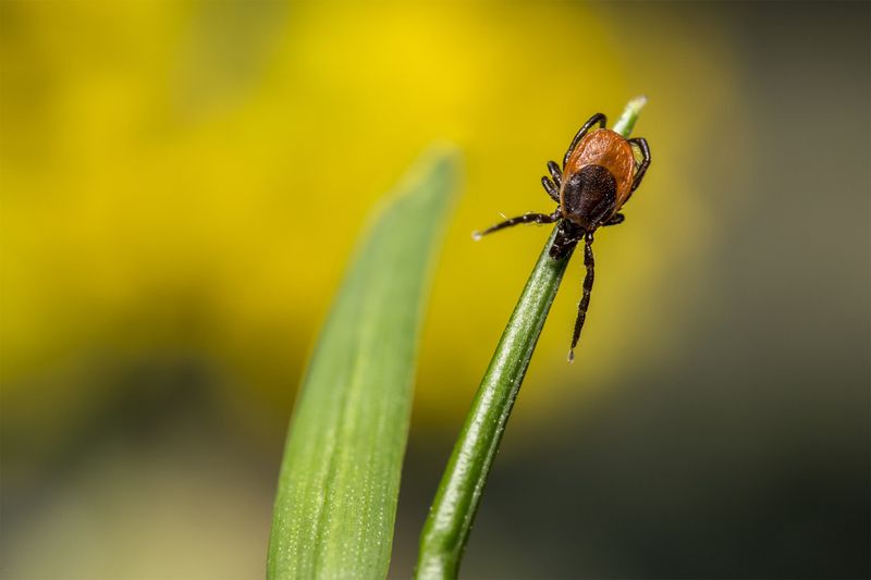September Is A Peak Time For Tick Activity
