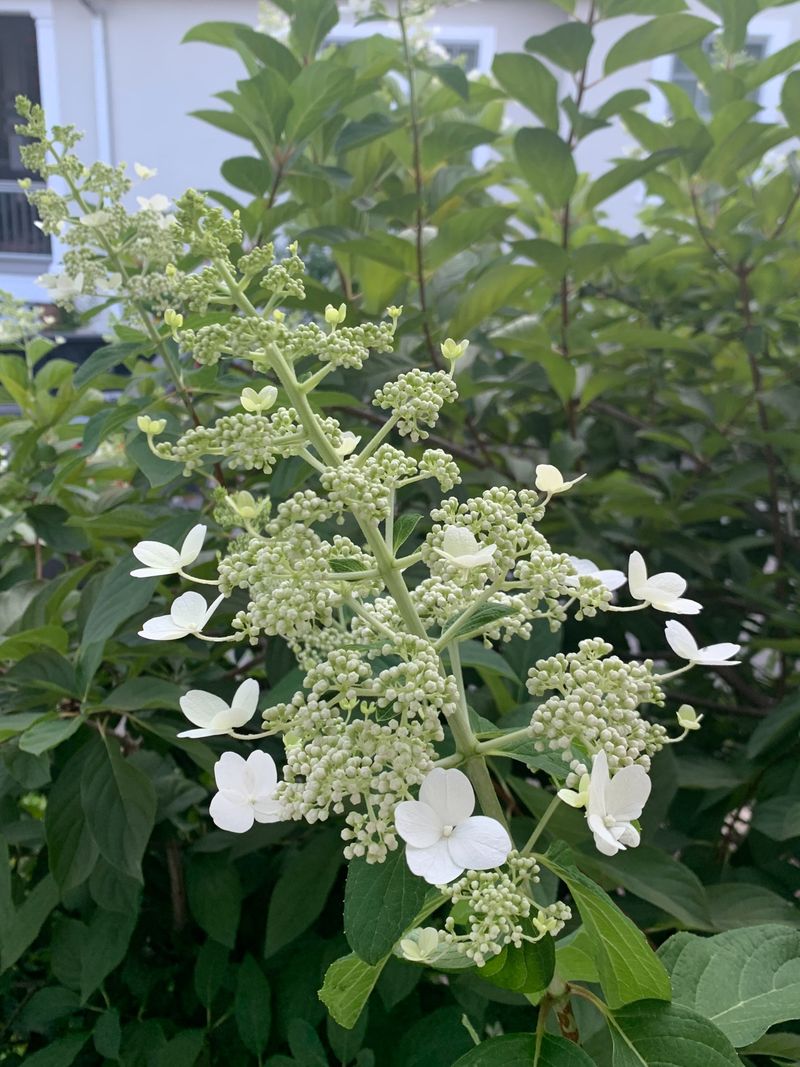 September Is A Sensitive Time For Many Hydrangeas September Is A Sensitive Time For Many Hydrangeas