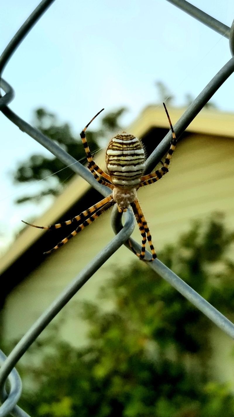 September Is Peak Spider Season In Oregon