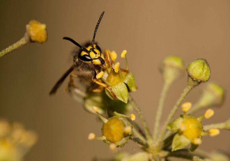 September Is Peak Yellowjacket Season September Is Peak Yellowjacket Season