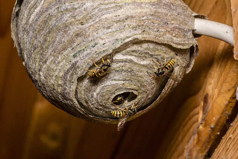 September Is Peak Yellowjacket Season