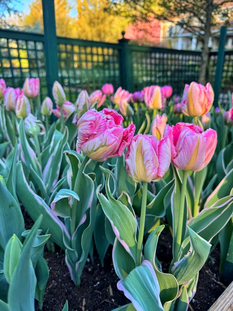 September Is Still Early For Putting Tulips In The Ground