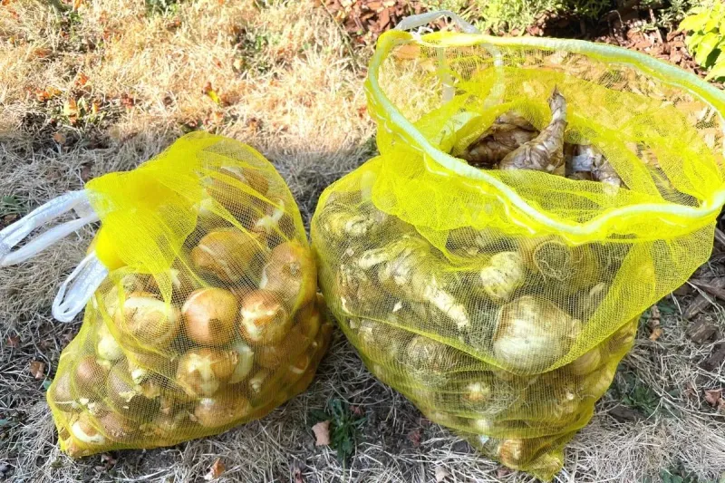 September Is The Time To Get Bulbs Ready