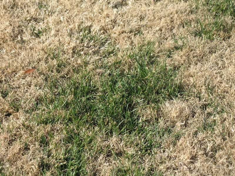 September Is When Zoysia Care Needs To Start Changing September Is When Zoysia Care Needs To Start Changing