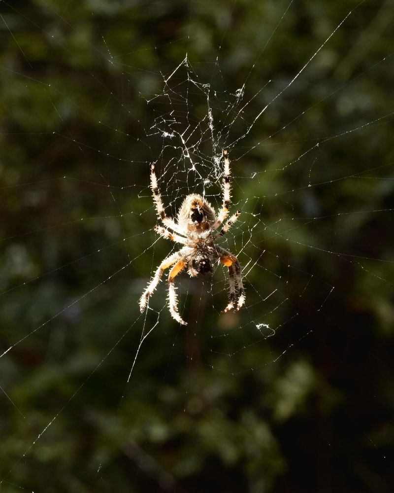 September Makes These Large Spiders Easier To Notice September Makes These Large Spiders Easier To Notice
