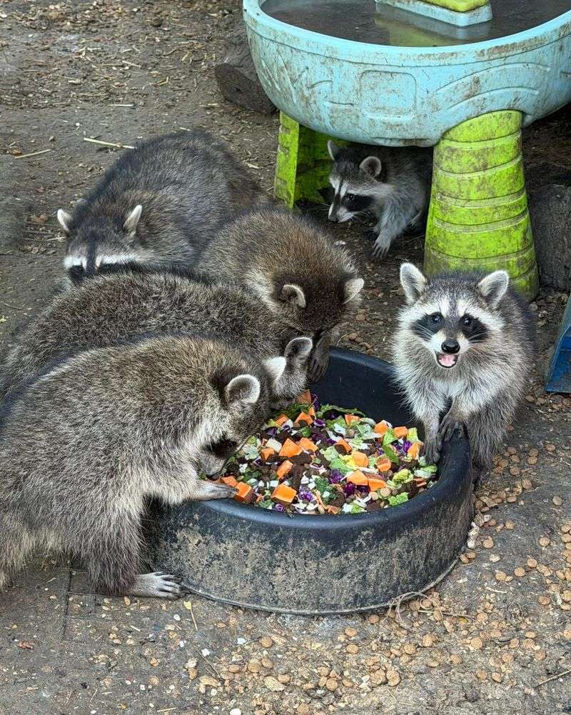 September Nights And The Fattening Season In Oregon