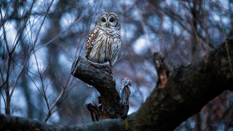 September Nights Bring More Owl Activity To Your Ears September Nights Bring More Owl Activity To Your Ears