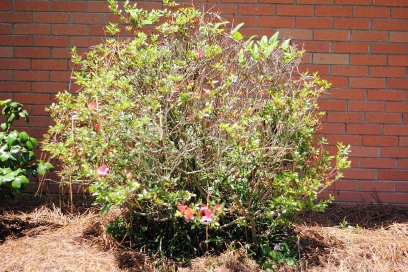 September Pruning Can Remove Blooms Before You See Them September Pruning Can Remove Blooms Before You See Them