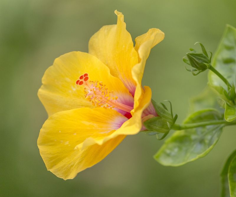 September Pruning May Trade Current Blooms For Fresh Growth