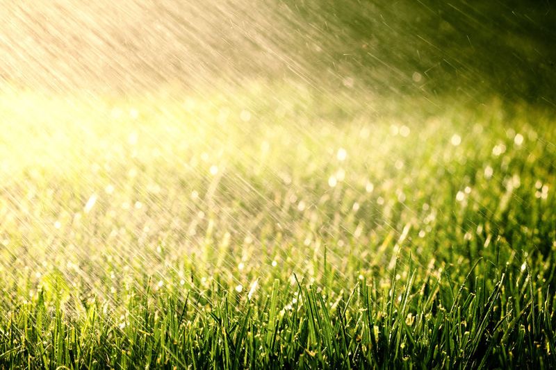 September Rain Can Change The Fertilizer Decision September Rain Can Change The Fertilizer Decision