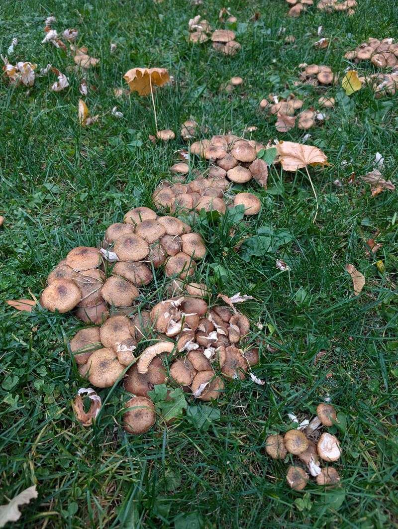 September Rain Can Trigger A Sudden Flush