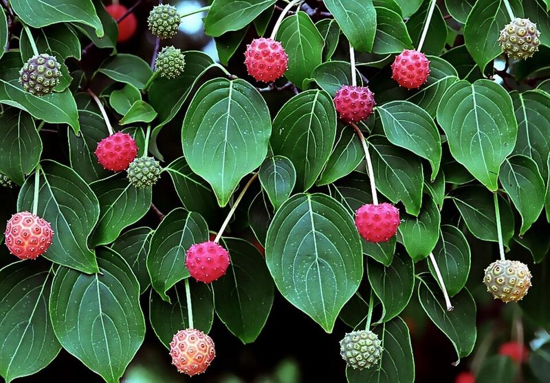 September Ripeness On The Branch September Ripeness On The Branch