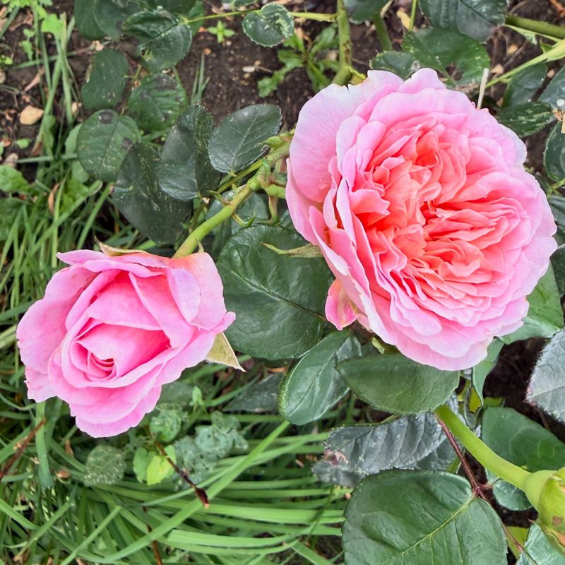 September Roses May Still Have More Flowers Ahead
