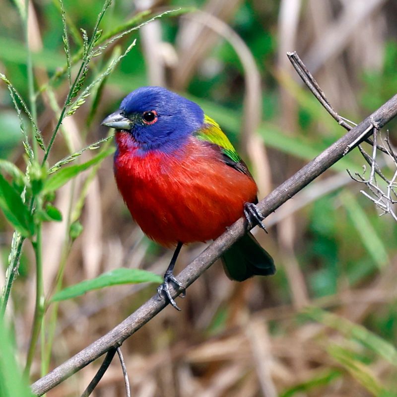 September Sightings Can Continue As Birds Move South