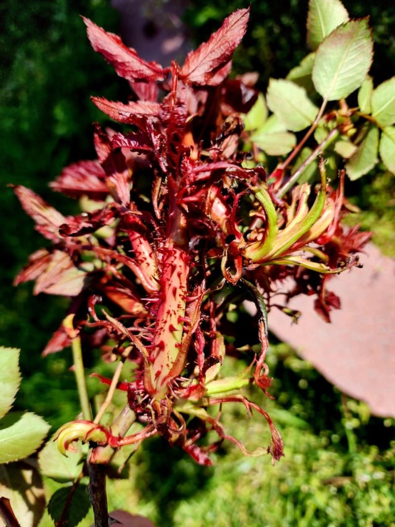 September Timing And Late Season Symptoms In The Garden